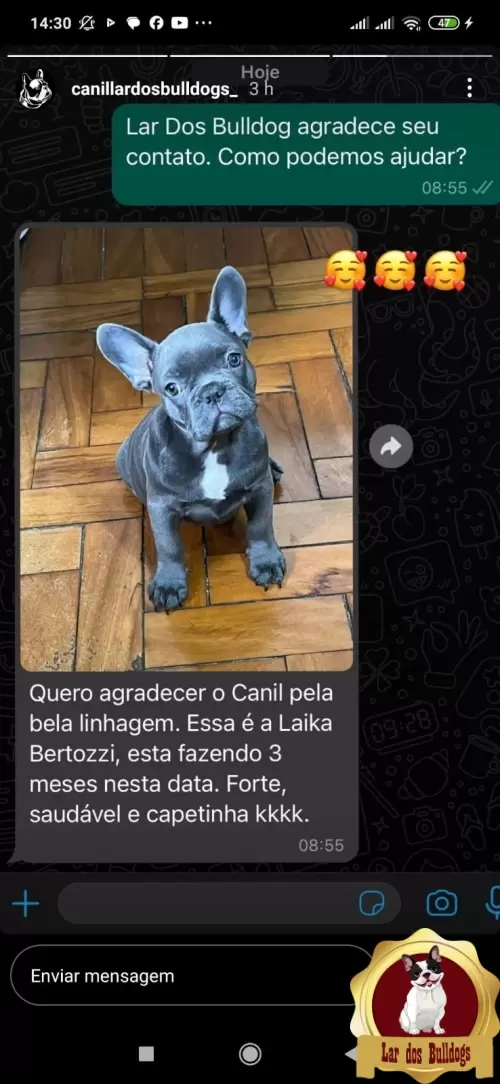 Entrega dos Nossos Filhotes